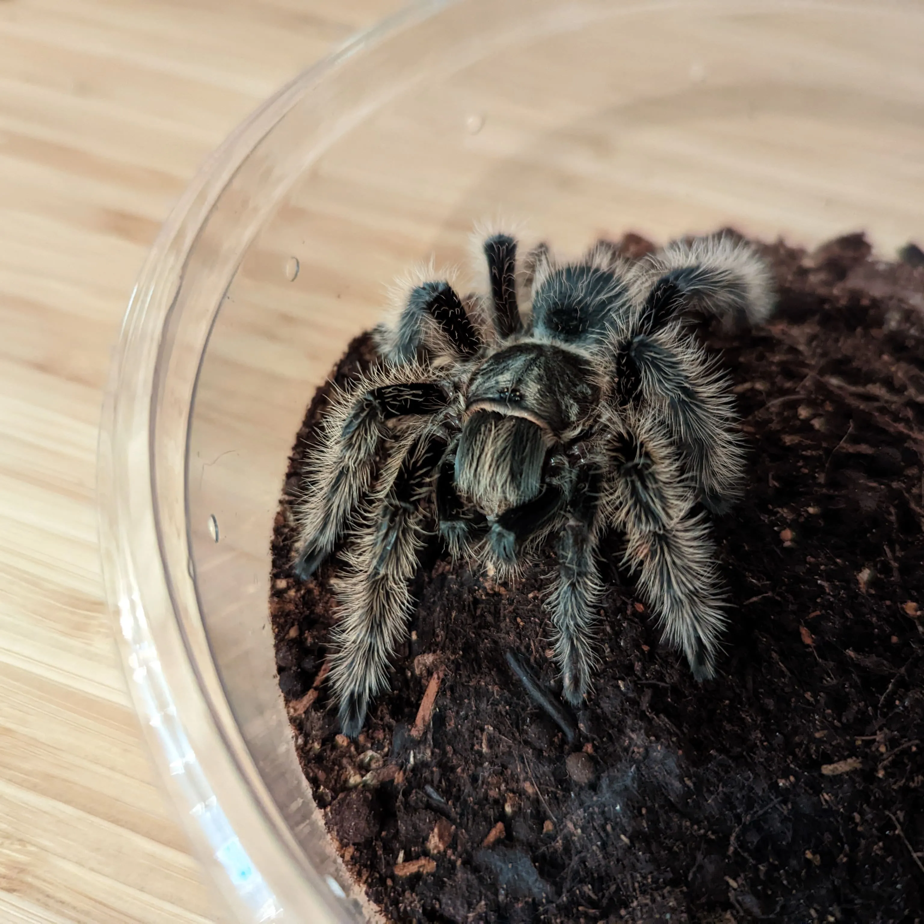 /img/18293-curly-hair-tarantula-male-handling.webp
