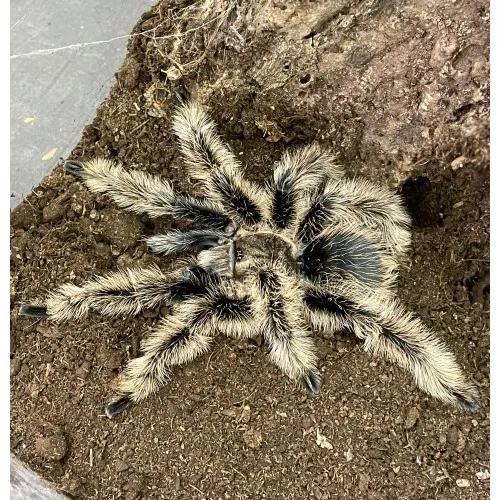 18293 curly hair tarantula male size