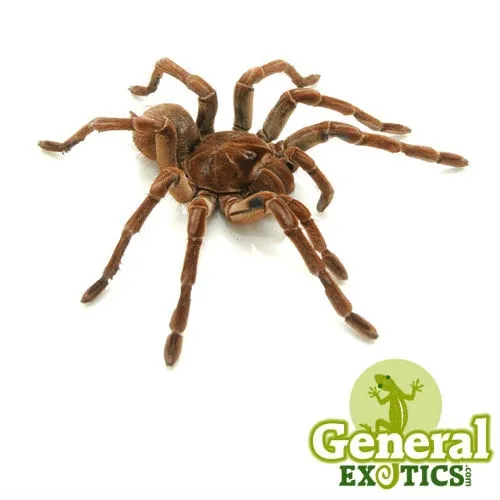 18294 goliath birdeater overview