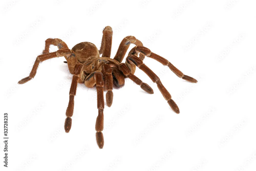 /img/18294-goliath-birdeater-setup.webp