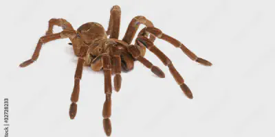 /img/18294-goliath-birdeater-setup.webp