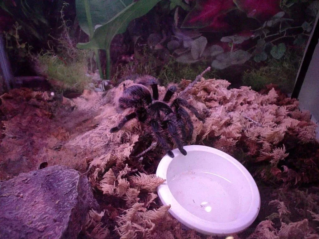 /img/18295-curly-hair-tarantula-enclosure.webp