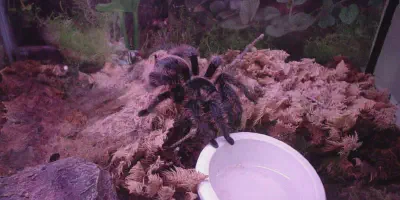 /img/18295-curly-hair-tarantula-enclosure.webp