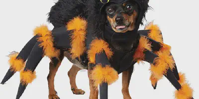 /img/18296-dog-tarantula-costume-final.webp