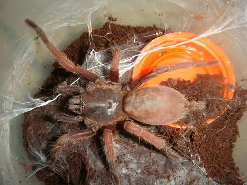 18297 tarantula enclosure