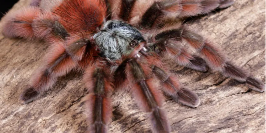 /img/18297-tarantula-philippines.webp