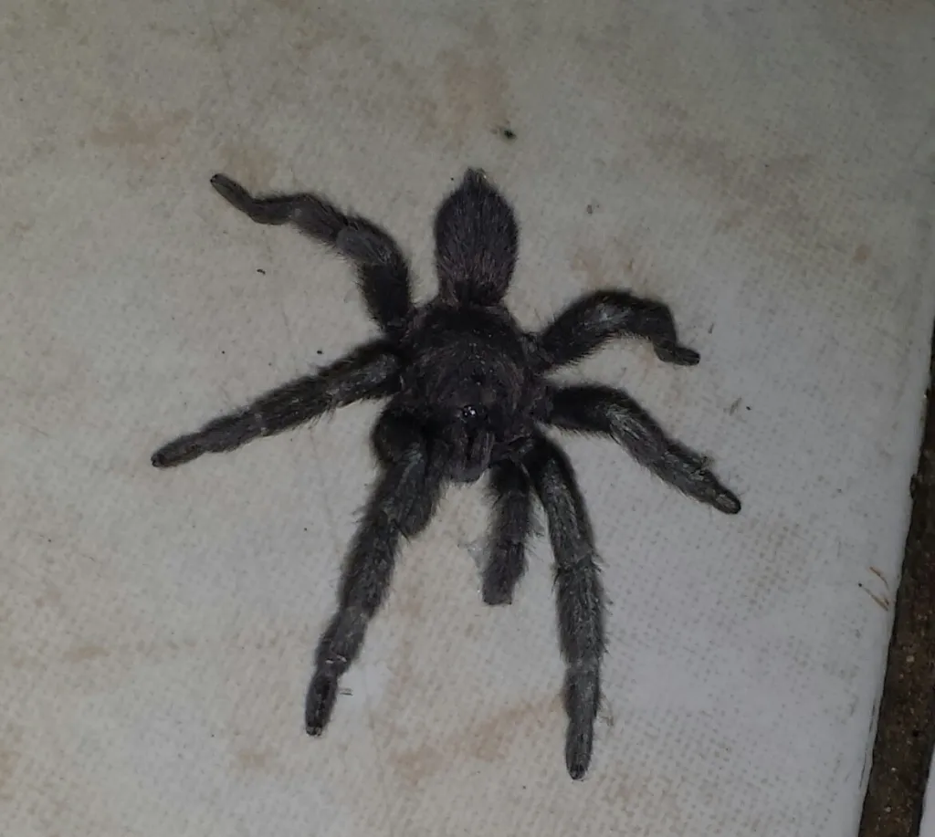 18297 tarantula species