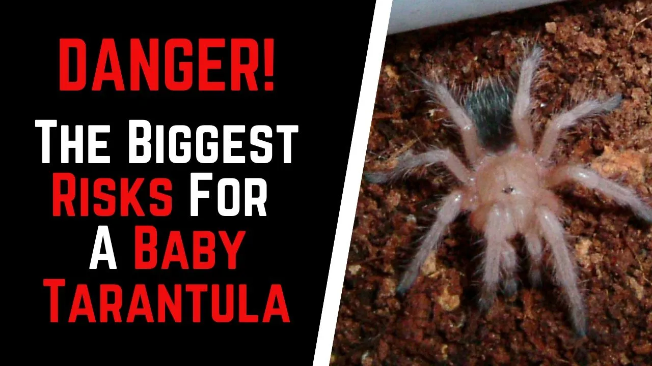 18298 baby tarantula food