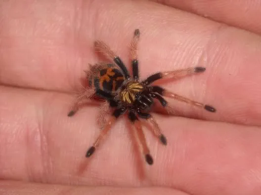 18298 baby tarantula handling