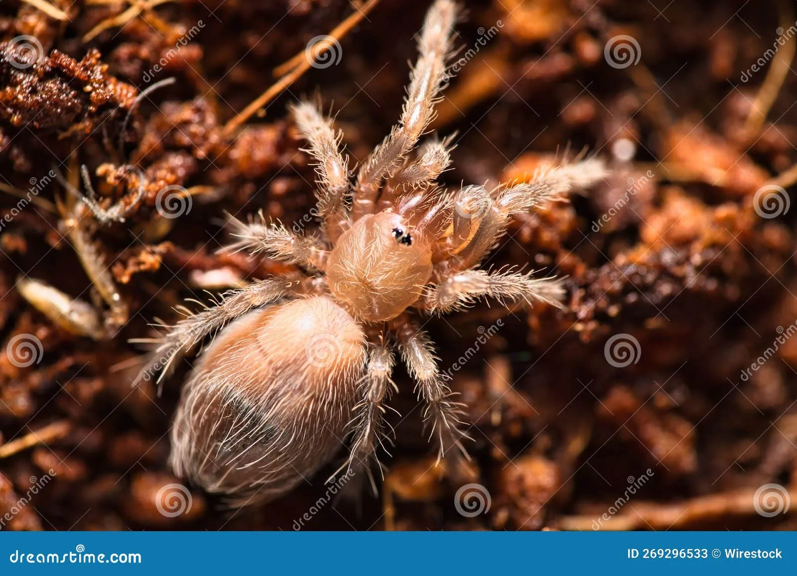 /img/18298-baby-tarantula-species.webp