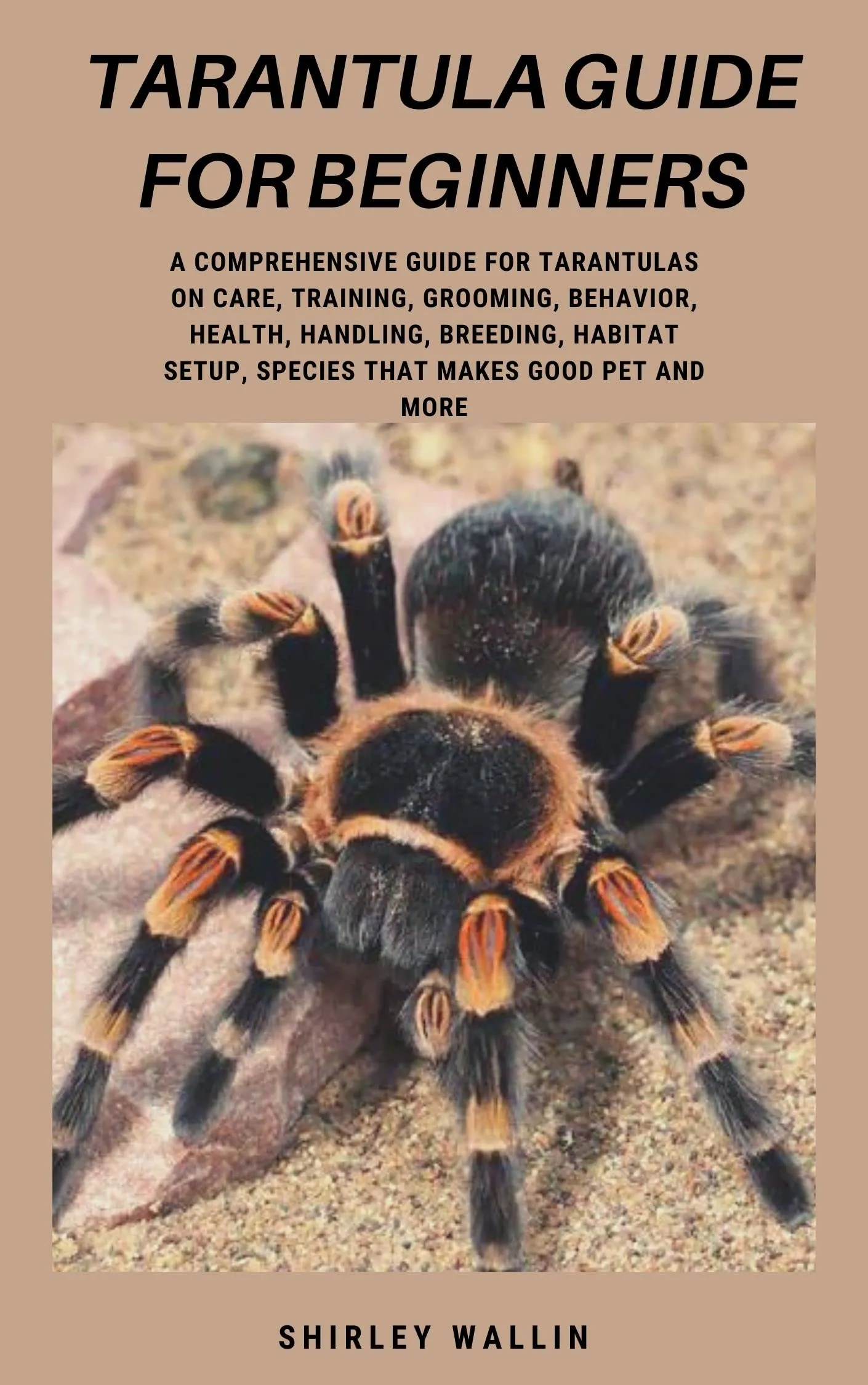 18299 chilean rose hair tarantula
