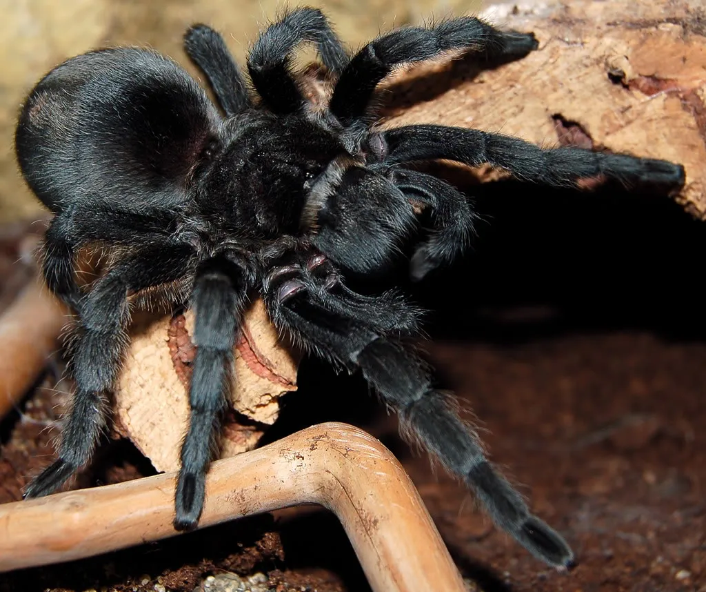 18299 curly hair tarantula