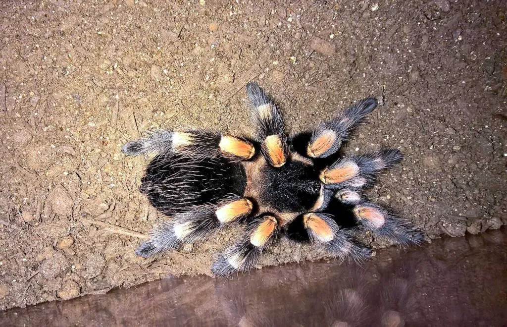 18299 feeding tarantula