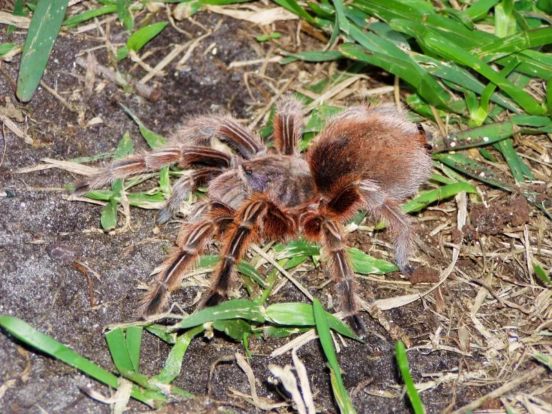 18299 gooty sapphire ornamental