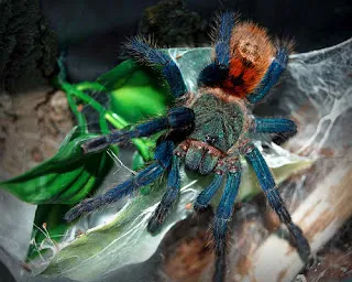 18299 mexican red knee tarantula