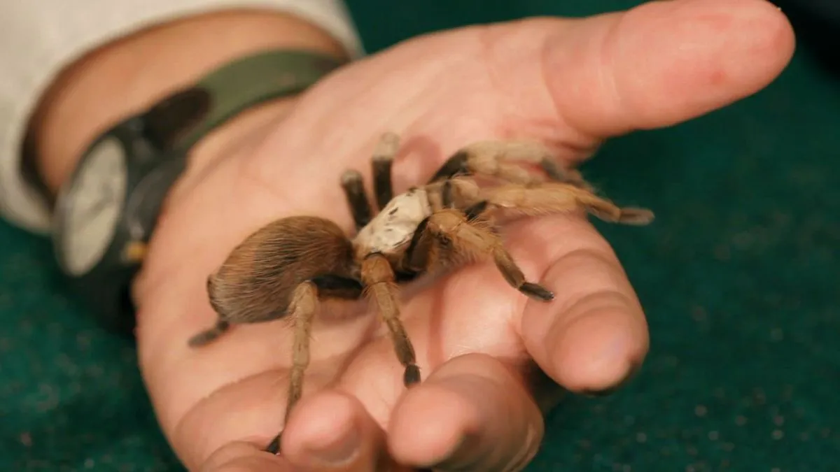 18299 pinktoe tarantula