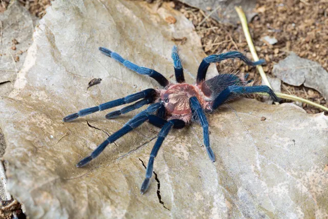 18300 tarantula breeder