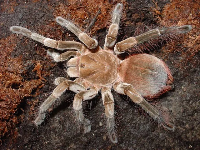 18300 tarantula edmonton pet store