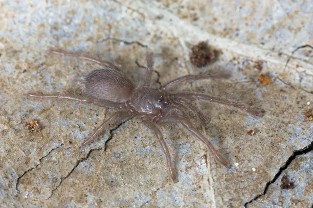 18300 tarantula healthy