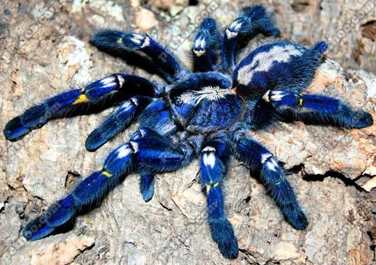 18301 Gooty Sapphire Tarantula 4