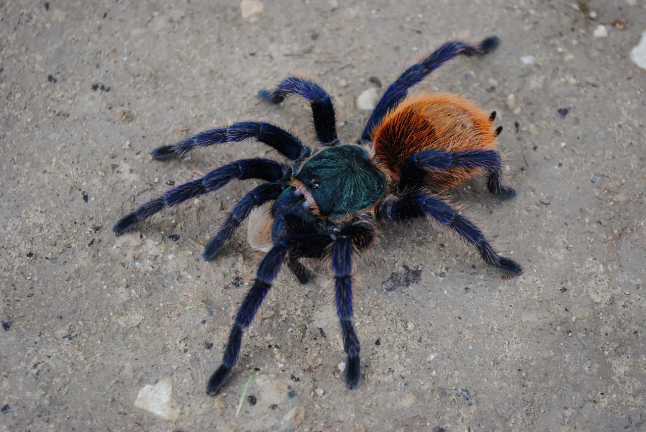 18301 Gooty Sapphire Tarantula 7
