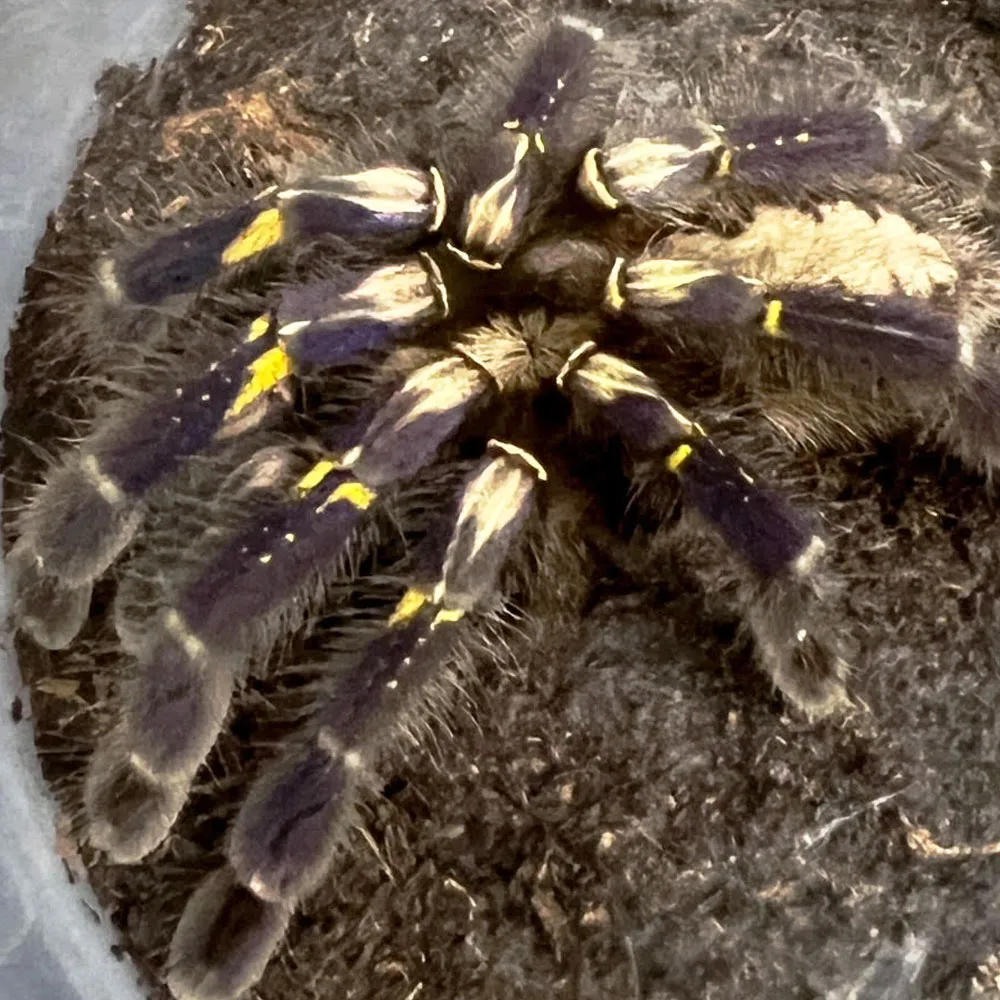 /img/18301-Gooty-Sapphire-Tarantula-8.webp