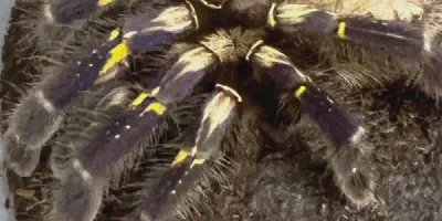 /img/18301-Gooty-Sapphire-Tarantula-8.webp