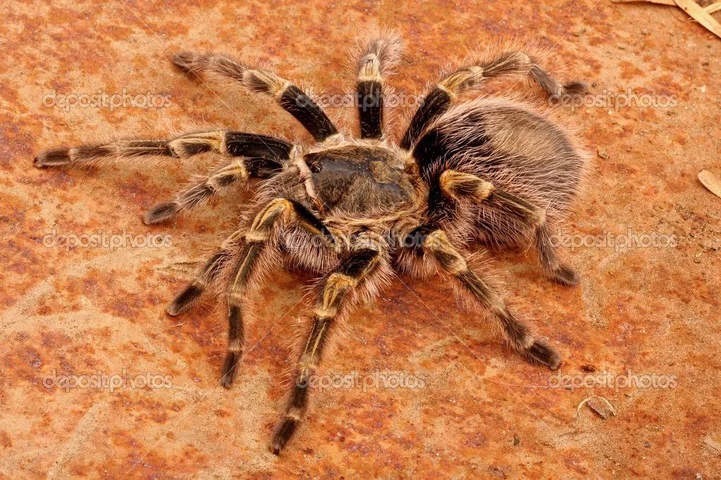 18303 gentle handling tarantula