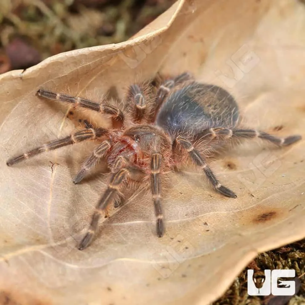/img/18303-tarantula-defensive-behavior.webp
