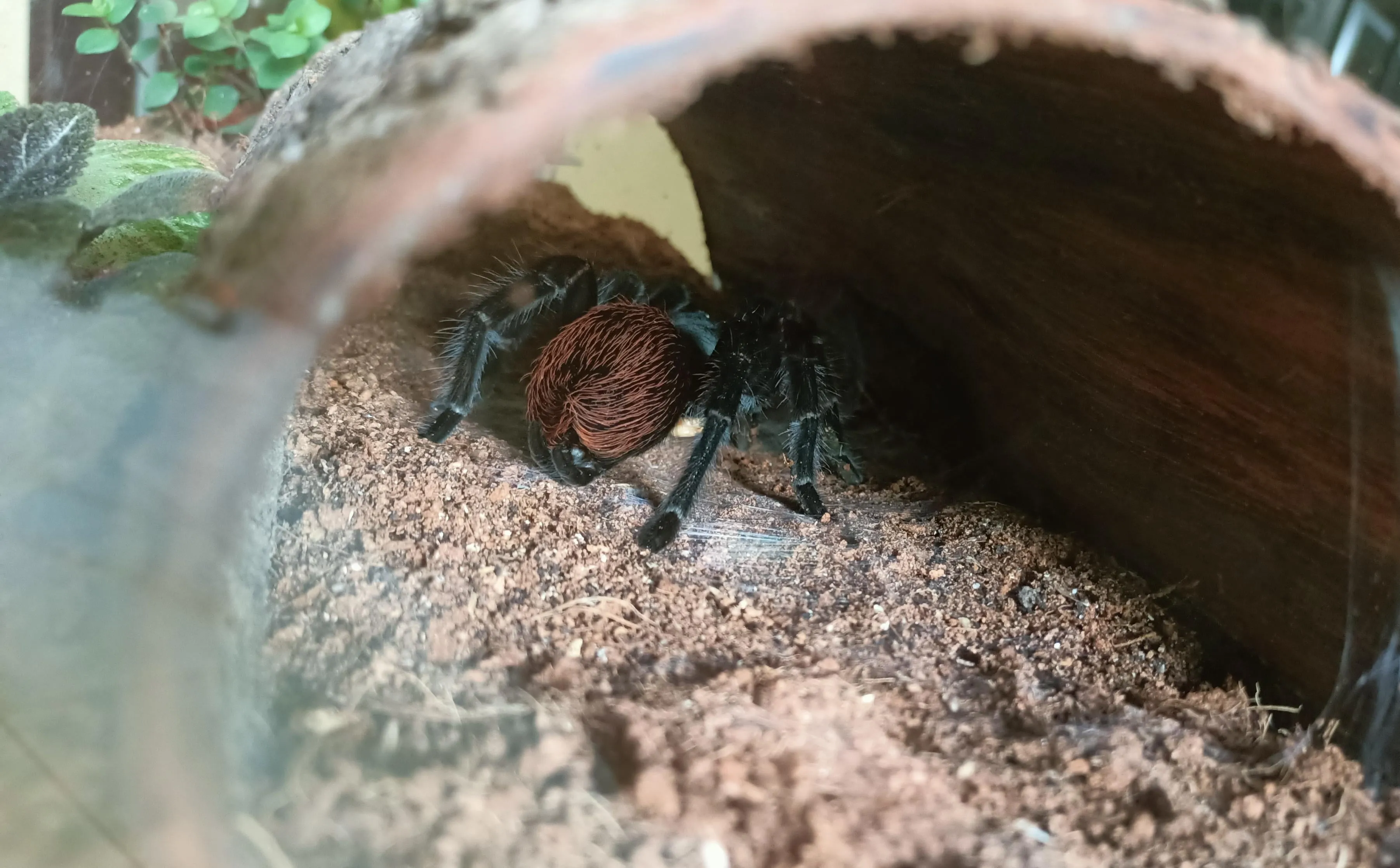 18304 tarantula habitat