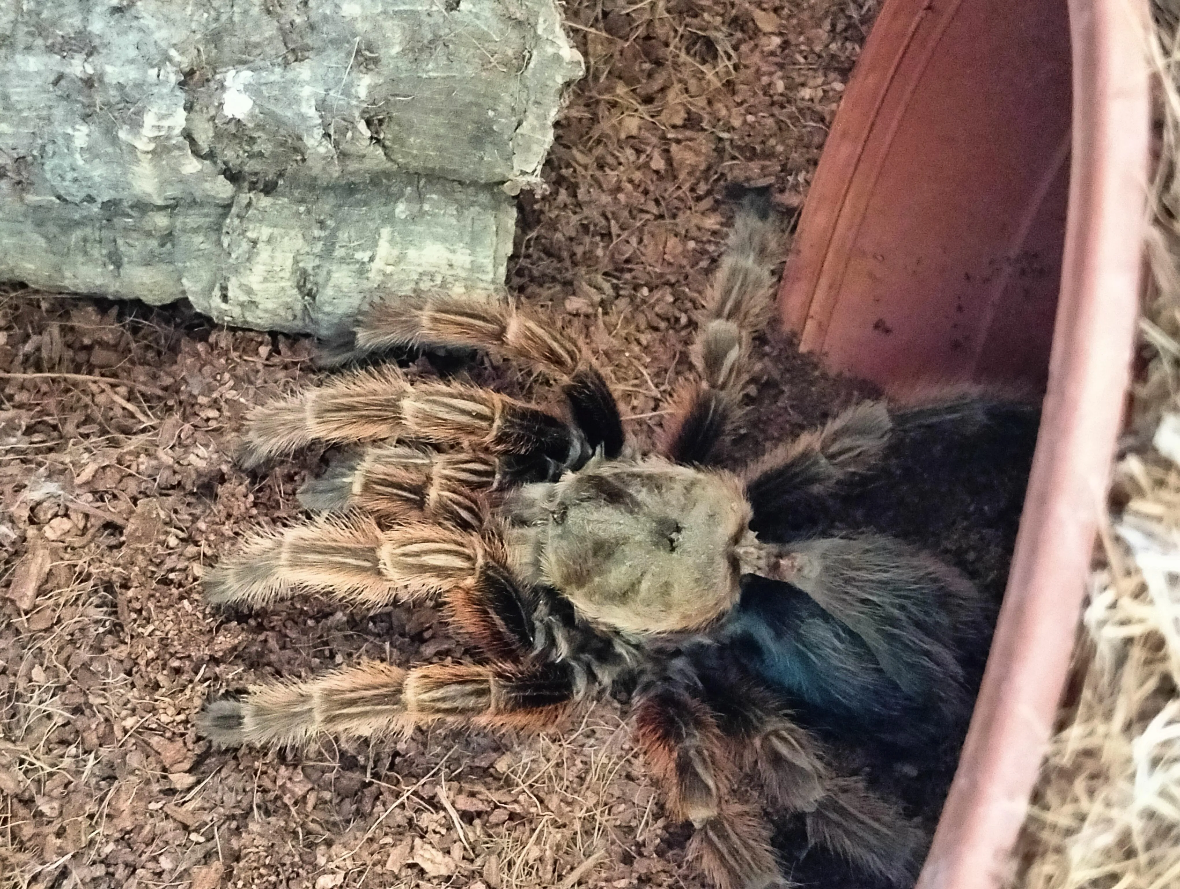 18304 tarantula immobility 2