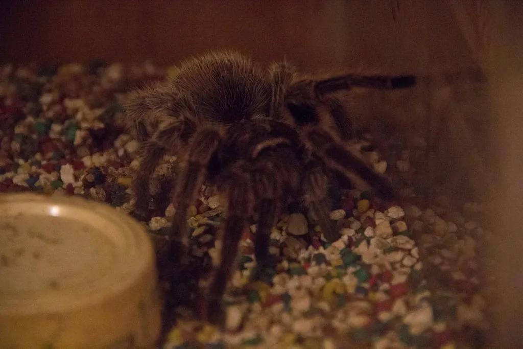 18304 tarantula molting