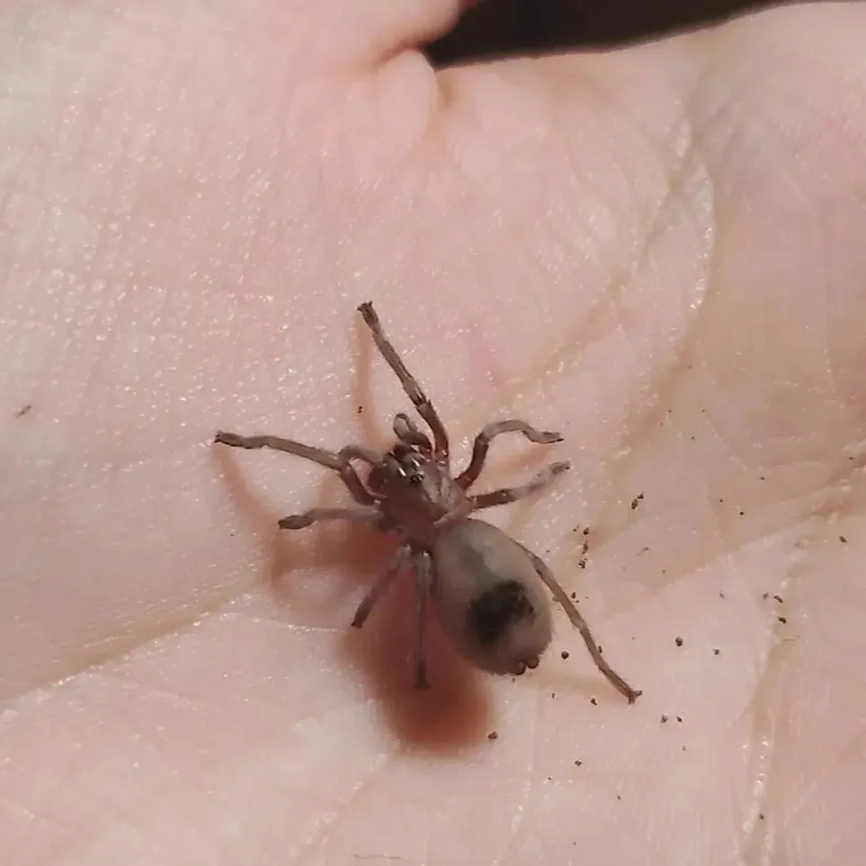 18304 tarantula stress