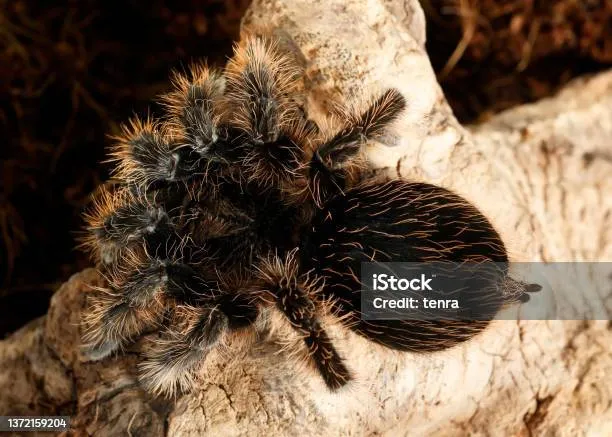 18305 tarantula facts