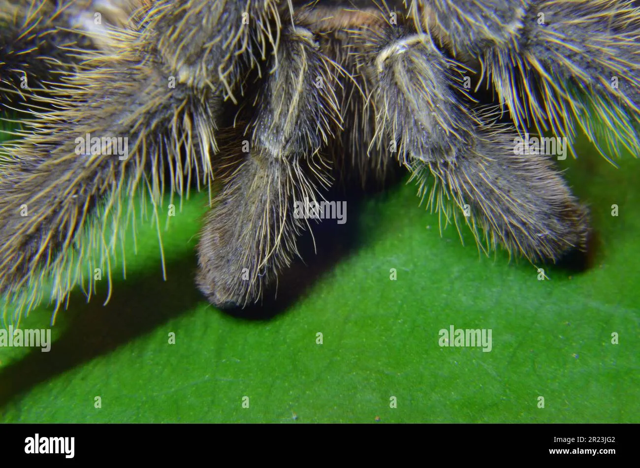 /img/18305-tarantula-mating.webp