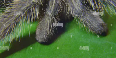 /img/18305-tarantula-mating.webp
