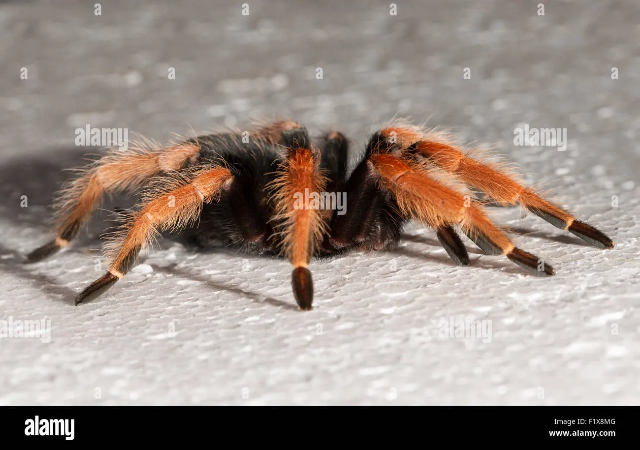 18305 tarantula molting