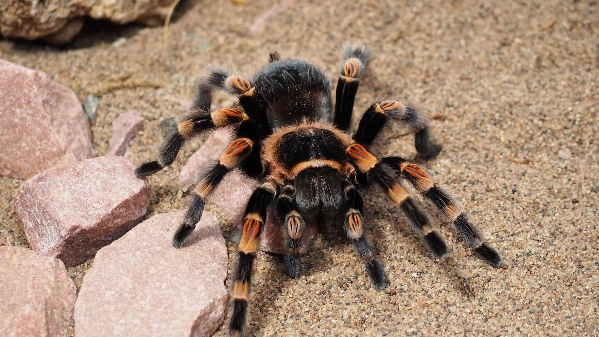 18305 tarantula sensory