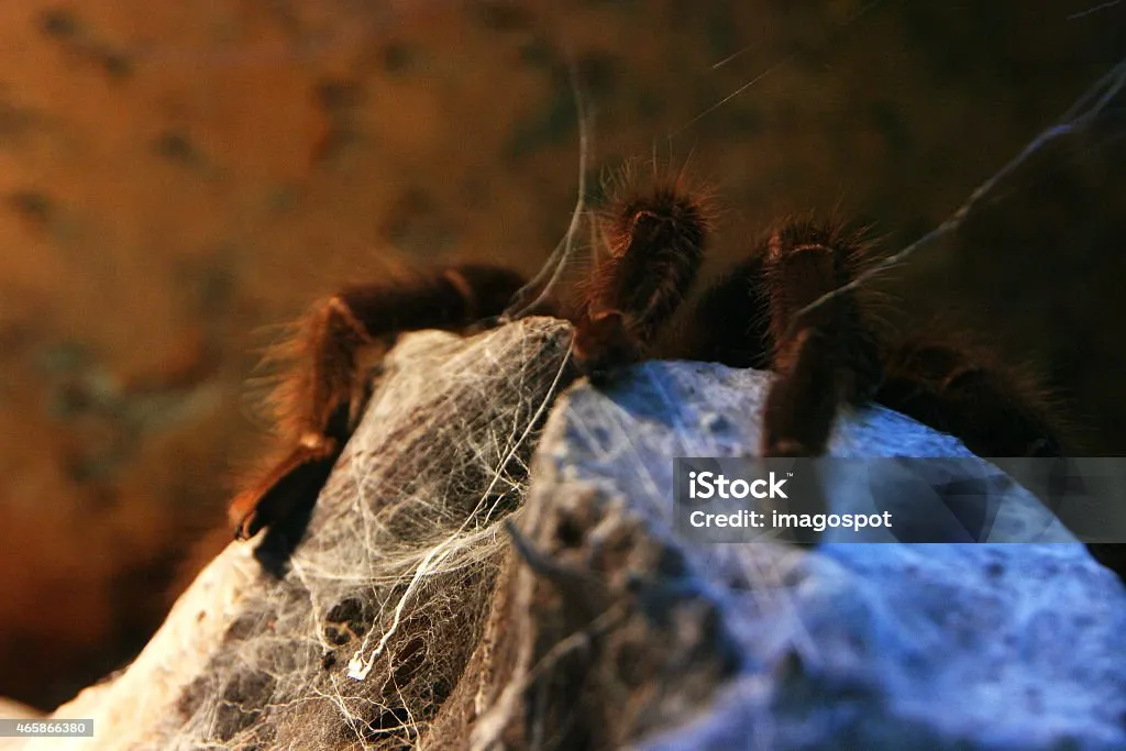 18305 tarantula venom