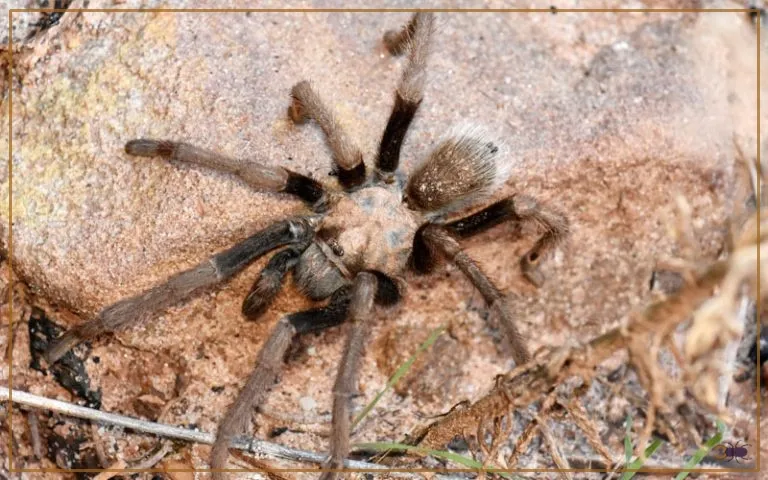 18307 tarantula aman 2