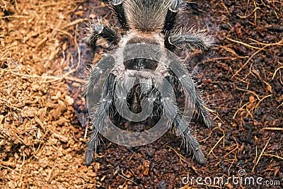18307 tarantula aman 3