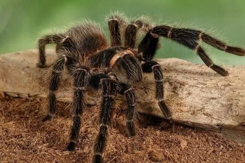 18307 tarantula aman 4