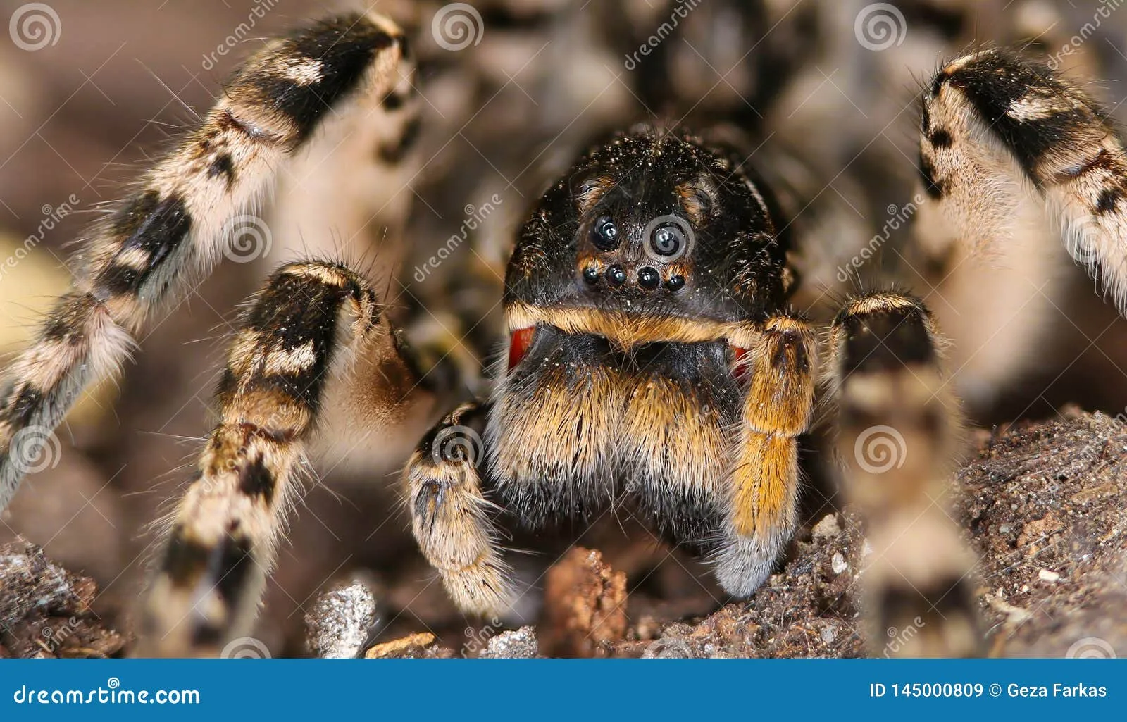 18307 tarantula aman 5