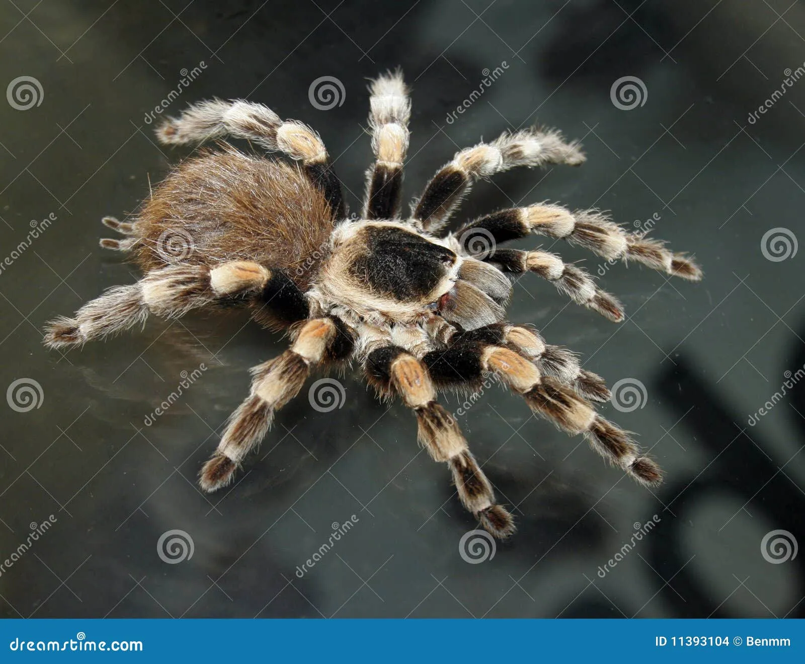 /img/18307-tarantula-aman-7.webp