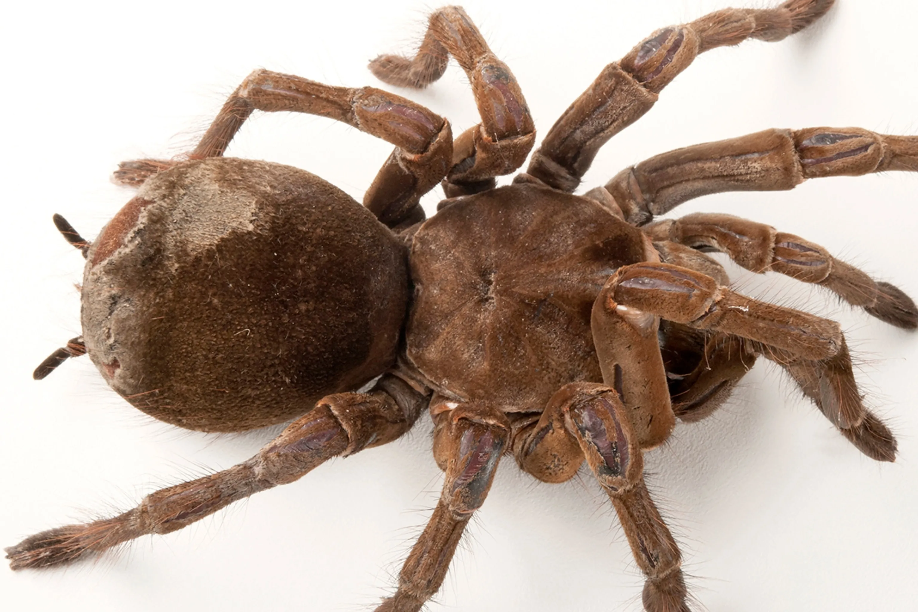 18308 goliath birdeater fangs