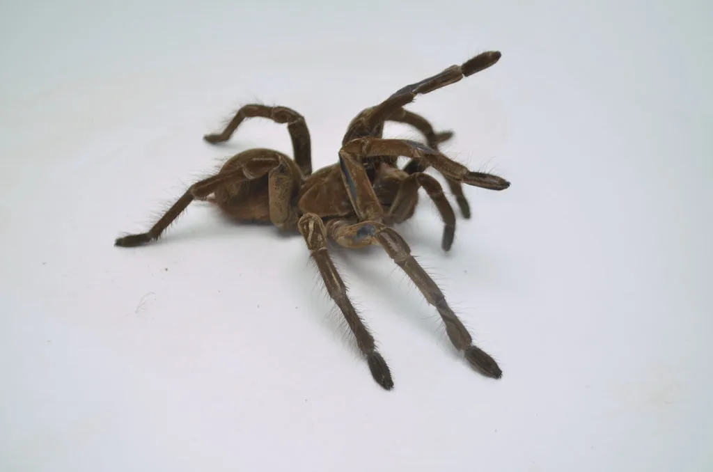 /img/18308-goliath-birdeater-lifespan.webp