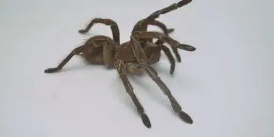 /img/18308-goliath-birdeater-lifespan.webp