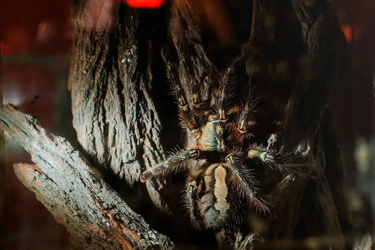 18309 fringed ornamental tarantula enclosure