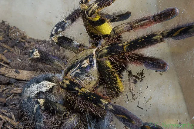 18309 fringed ornamental tarantula feeding