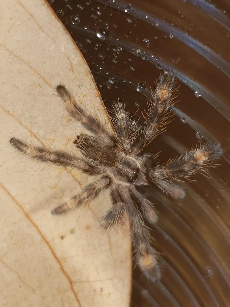 18309 fringed ornamental tarantula molting